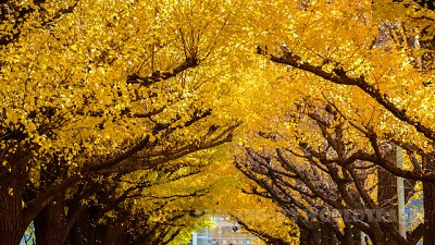 【Fever Travel】東京紅葉+銀杏熱點