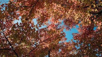 【Fever Travel】大棠紅葉賞