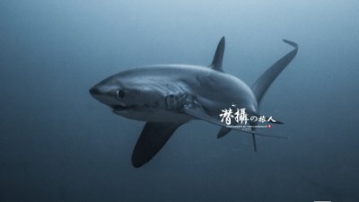 【Fever Travel】食‧瞓‧潛攝系列～馬拉帕斯卡轉角遇見長尾鯊（上）