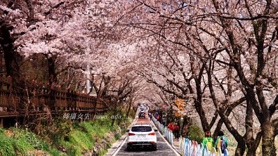 【Fever Travel】韓國櫻花誌(一)：河東花開하동화개