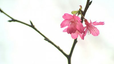 【Fever Travel】深圳發現的櫻花足跡