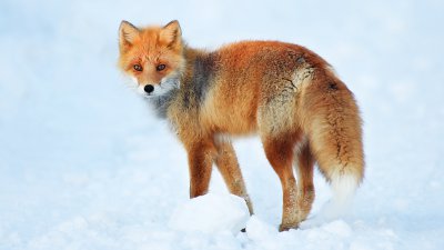 【Fever Travel】日本北海道破冰鳥攝行 ( 二 ) 完結篇