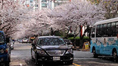 【Fever Travel】韓國櫻花誌(五)：釜山南川洞，沙上，迎月路，東萊溫泉區