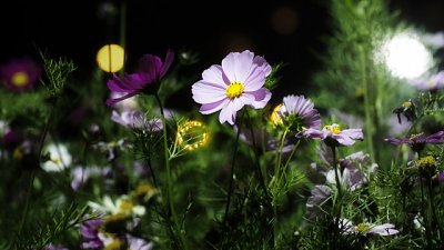 【Fever 達人】All We Need is Light – 夜攝維園花展 2016