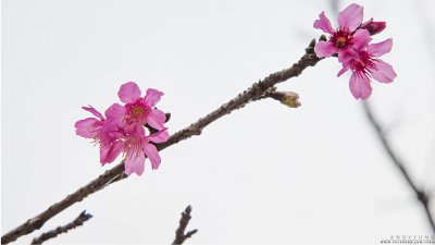 【攝影好去處】大帽山櫻花 (有買趁手)