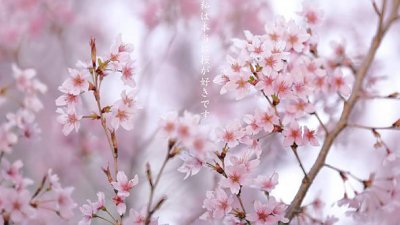 【Eddie Kwong 專欄】櫻花頌