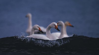 【Fever 達人】捕捉冬之精靈-----天鵝拍攝技巧
