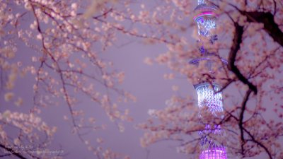 【Fever Travel】東京　櫻．初見　＜都心 上篇＞