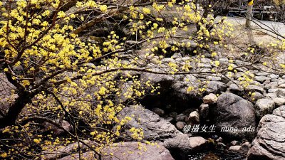 【Fever Travel】不能滿足只有櫻花的春天：求禮山茱萸村