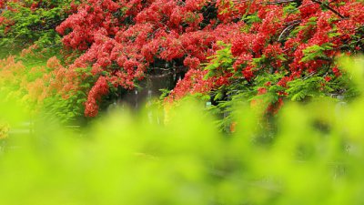 【攝影好去處】初夏鳳舞