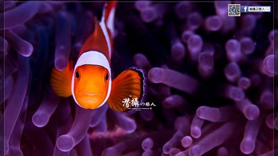 【Fever Travel】食‧瞓‧潛攝系列～班達亞齊的秘密花園韋島（上）