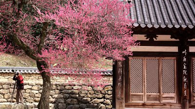 【Fever Travel】尋覓，百年紅梅 - 求禮華嚴寺 (구례 화엄사)