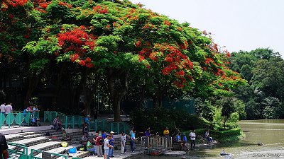 【舜舜Daddy 專欄】香港親子遊系列－屯門公園鳳凰木