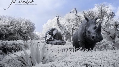 【Fever Travel】馬灣・紅外線