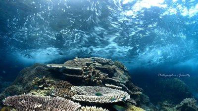 揭開海底神秘面紗：2016 海洋生態攝影分享講座