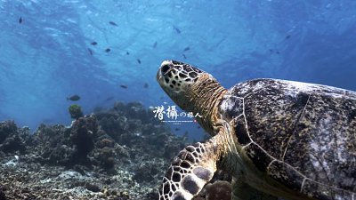 【Fever Travel】食．瞓．潛攝系列～達拉灣群島大魚國見聞錄：序