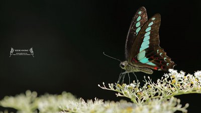 【Eddie Kwong 專欄】影 . 蝶 . 緣 - 香港鳳蝶 Papilionidae in Hong Kong