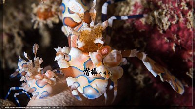 【Fever Travel】食．瞓．潛攝系列～班達亞齊的秘密花園韋島（下）