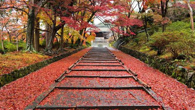 【Q Lin 專欄】京都紅葉熱點