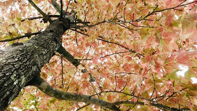 【攝光寫影專欄】淡妝濃抺總相宜，大棠楓香未紅時