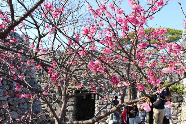 【有樱花睇啦!】日本冲绳樱花祭!预计 1 月底开