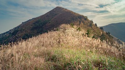 【Fever 達人】又一芒草海聖地 - 黃牛山