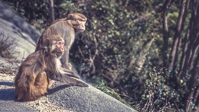 【Fever 達人】香港最多猴子的地方——金山(馬騮山)