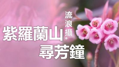 【流浪攝專欄】紫羅蘭山尋芳鐘