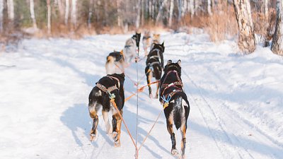 【Fever 達人】[極寒之旅] 西伯利亞｜利斯特維揚卡 狗拉雪橇