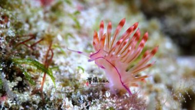 【I.T.陳專欄】食．瞓．潛攝系列～達拉灣群島大魚國見聞錄
