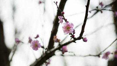 【攝光寫影專欄】一樹紅梅，百態千姿 @ 嘉道理農場