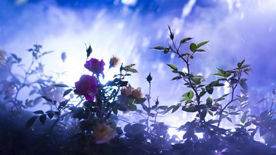 【攝光寫影專欄】燈光色彩萬花筒 ─ 夜攝維園花展 2017