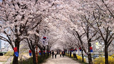 【韓攝女生專欄】首爾在地人的櫻花路 －安養川