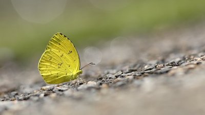 【Eddie Kwong 專欄】香港粉蝶 Pieridae in Hong Kong