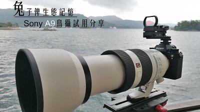 【Fever 達人】兔子俾生態記憶特別企劃-Sony A9 鳥攝試用分享