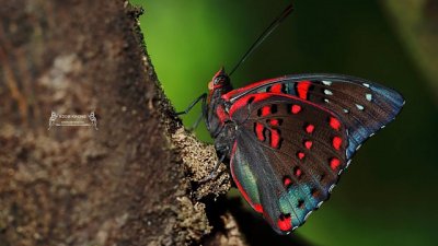 【Eddie Kwong專欄】香港蛺蝶 Nymphalidae in Hong Kong