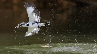 【Fever 達人】講。港鳥-魚狗老師教曉我的事