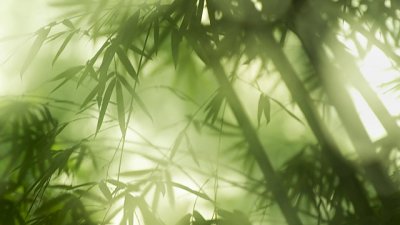 【攝光寫影專欄】幽篁夢醉竹影深 ─ 多重曝光技巧初探