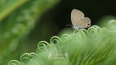 【Eddie Kwong專欄】香港灰蝶 Lycaenidae in Hong Kong