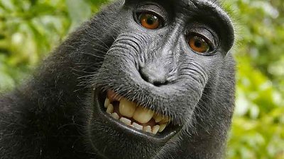 【錢解決到嘅問題】攝影師捐收益 25% 搞掂，猴子「自拍」版權案大和解！