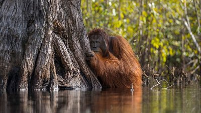 國家地理自然攝影師比賽，冠軍作品「緊張猩猩」反映生態破壞惡果