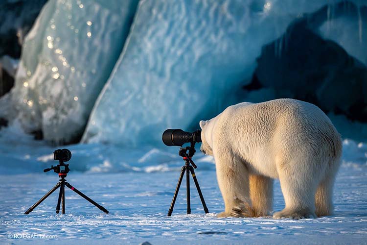 地上最強 攝影師roie Galitz 挪威奇遇 原來北極熊都有做攝影師潛質 Dcfever Com