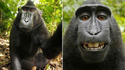【解決咗？未解決！】猴子「自拍」版權案繼續進行：法院拒絕攝影師與 PETA 之間的和解