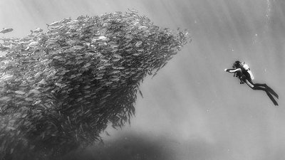 黑白照片捕捉潛水員被魚群淹沒畫面，壯觀海洋生物影像宣揚珍惜大自然