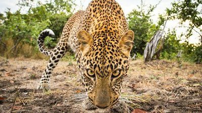 挑撥動物好奇心，遙控相機近鏡拍非洲生態
