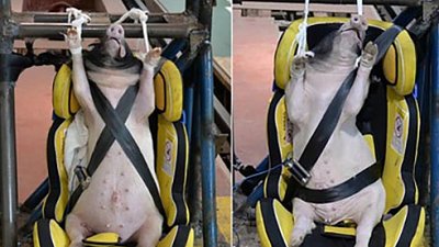 【動物保護】內地活豬作車輛撞擊測試！動物權益組織狠批：沒人性！