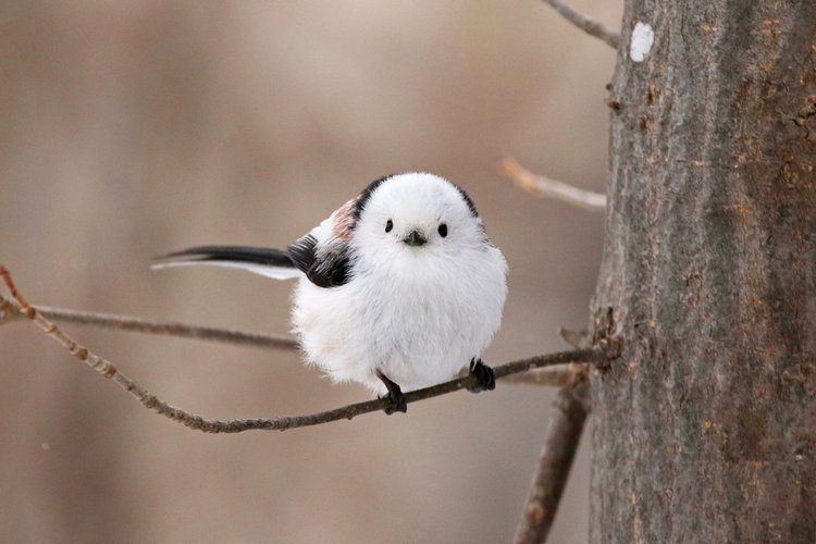 日本常见小型鸟图片