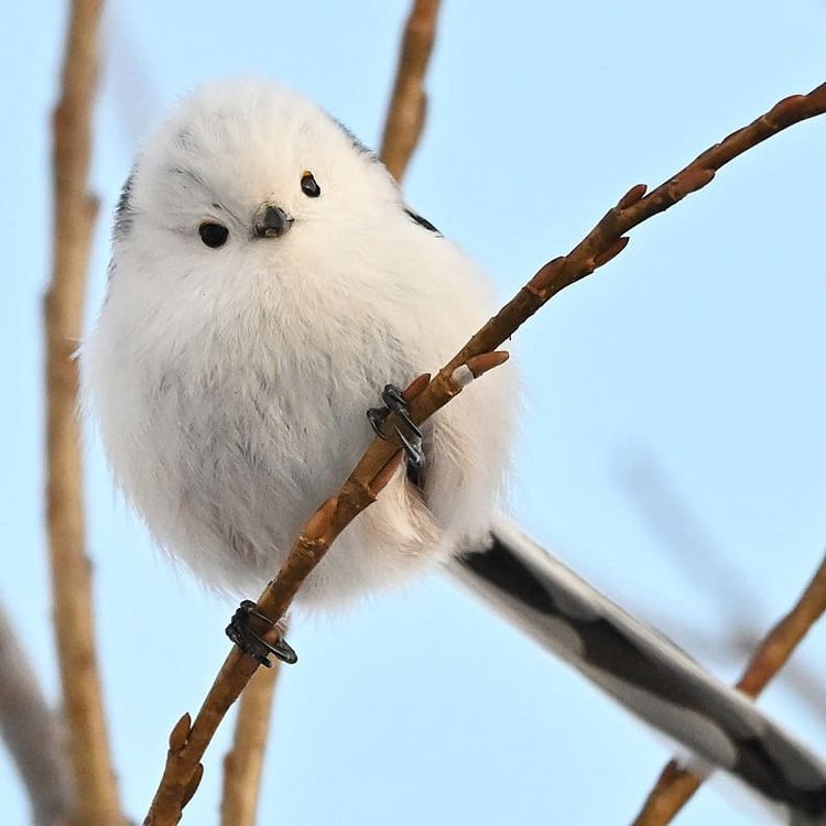 雪巫鸟图片