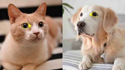 寵物愛好者福音，Nikon Z6．Z7 新韌體增貓狗對焦