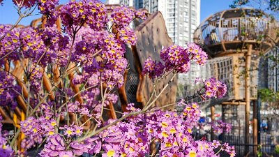 風鈴木新熱點！藉高低地形大玩多角度拍攝